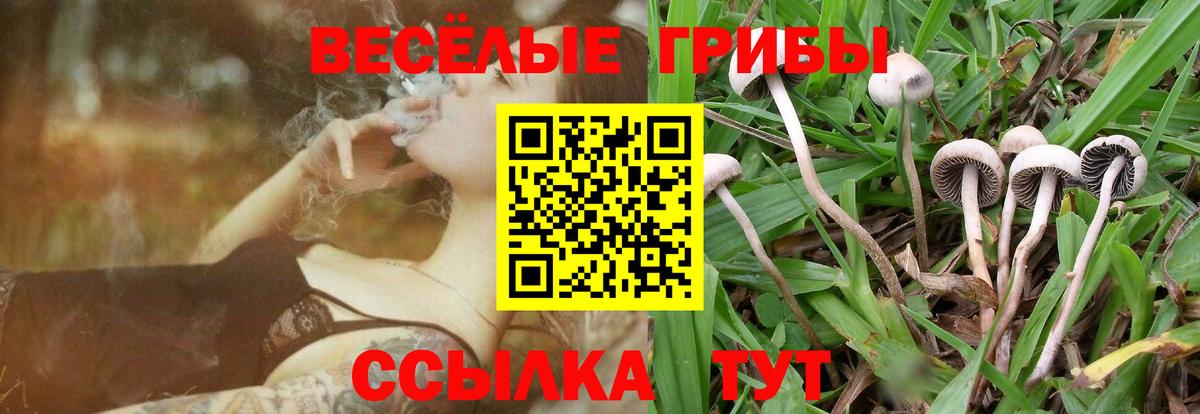 Псилоцибиновые грибы Psilocybine cubensis  Псилоцибиновые грибы прущие грибы  Муравленко  Вход с VPN 